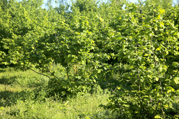 Fototapeta na wymiar Garden of Hazelnut tree in backyard. Green grass. 