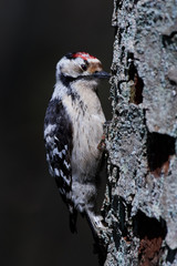 Lesser spotted woodpecker (Dryobates minor)