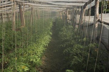 The rows of young bio lust tomatoes growing in large plant nursery. All seasons production of fruit and vegetables in the greenhouse