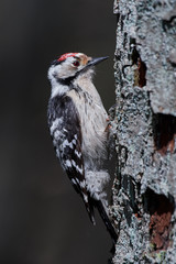 Lesser spotted woodpecker (Dryobates minor)
