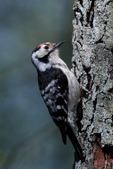 Lesser spotted woodpecker (Dryobates minor)