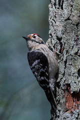 Lesser spotted woodpecker (Dryobates minor)