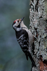 Lesser spotted woodpecker (Dryobates minor)