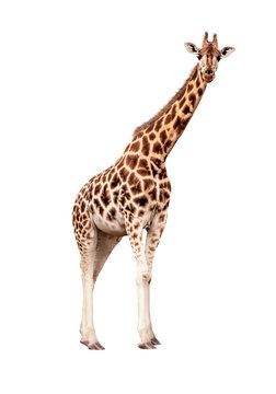 Rothschild Giraffe Facing Side Looking Forward Extracted