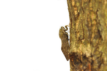 Fototapeta premium Cicada on brown tree trunk , Tropical Insects of Asia on white background, Color and pattern that are similar to natural texture , Camouflage of insect