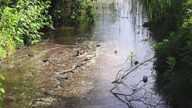 Family of ducks traveling through the river with the mother first