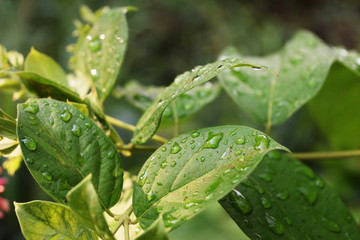 Naklejka premium Close - up of water drops on green leaf, Freshness of plants after rain fall