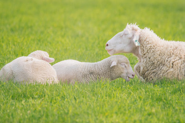 ヒツジの親子（Sheep parent and child）