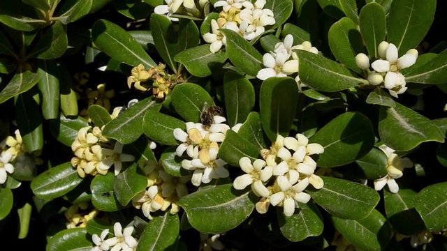 Stephanotis floribunda Madagascar jasmine, waxflower, Hawaiian wedding flower, bridal wreath with bee collecting pollen