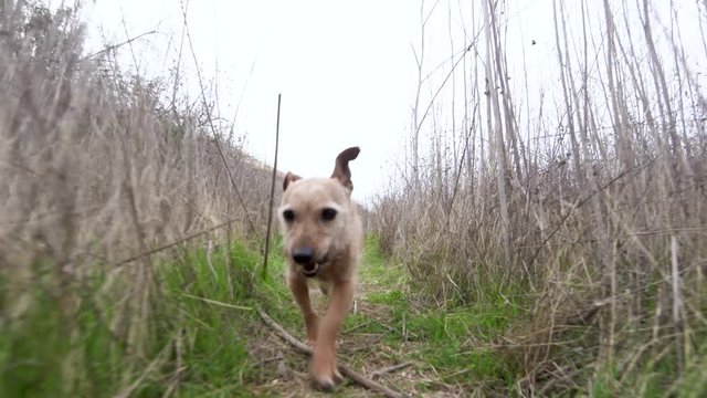 Small mixed breed Norwich Terrier Dog runs after the camera among the bushes and grass