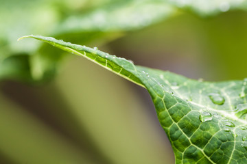 Closeup of raindrops on a green leaf in nature