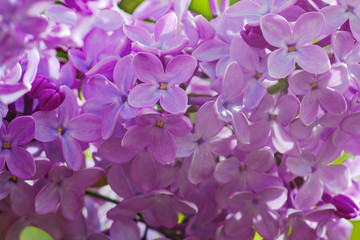 Beautiful view of blooming lilac Bush in the garden. Spring landscape with a bouquet of purple lilac flowers, close-up.