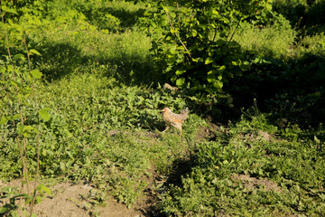 Chickens walk in the yard close up