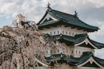 弘前城と桜（Hirosaki Castle and cherry blossoms）