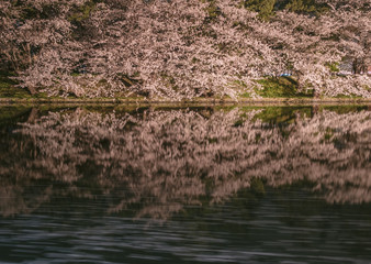 弘前公園の夜桜（Night cherry blossoms in Hirosaki Park）