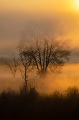 Fototapeta na wymiar 641-68 Sunrise Fog at Haehnle Sanctuary