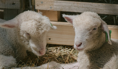 二頭の子羊（Two lambs）