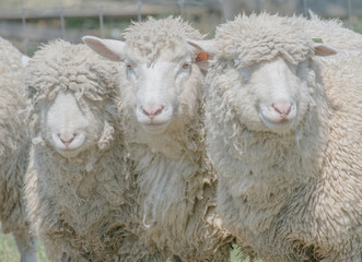 三匹の羊（Three sheep）