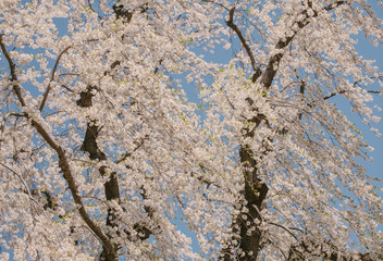 青森の桜（Cherry blossoms blooming in Aomori）