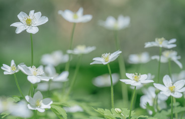 群生するニリンソウ（Flaccid anemone<wind flower> that grows in clusters）