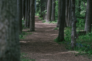 豊平公園の小径（Toyohira Park Path）