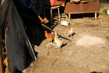 Chickens walk in the yard close up