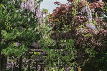 Fototapeta premium 北海道最古の平岸天神藤（Hiragishi Tenjin Wisteria, the oldest in Hokkaido）