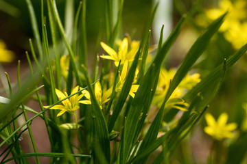 Brightly yellow flowers of the Gagea of Gagea blossomed on a spring meadow. Ready photo background. Soft focus. Degradation. Macro.