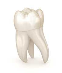 Dental anatomy - First maxillary molar tooth. Medically accurate dental 3D illustration
