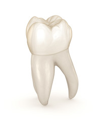 Dental anatomy - First maxillary molar tooth. Medically accurate dental 3D illustration