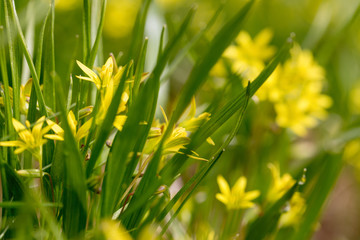 Brightly yellow flowers of the Gagea of Gagea blossomed on a spring meadow. Ready photo background. Soft focus. Degradation. Macro.