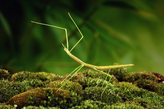 Stick insect or Phasmids (Phasmatodea or Phasmatoptera) also known as walking stick insects, stick-bugs, bug sticks or ghost insect. Green stick insect camouflaged on moss. Selective focus, copy space