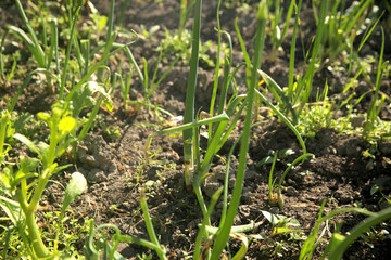 Young onion growing in the garden on a sunny summer day