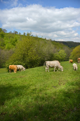 Landschaft in der Eifel