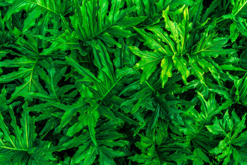 Green leaves pattern in nature. Abstract background.
