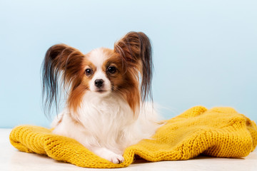 Beautiful dog breed papillon white-red coloring