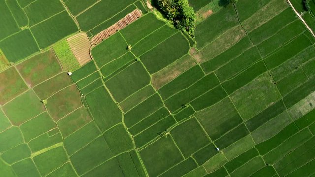 Aerial drone footage, bird view of a rice field in Bali.