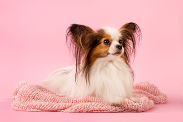 The dog is lying on a pink background