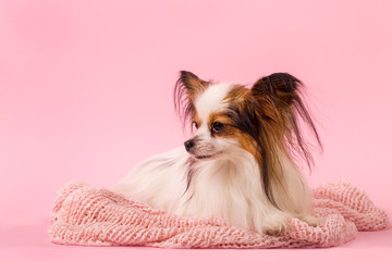 Sad dog on a pink background