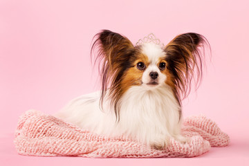 Beautiful dog breed papillon white-red coloring