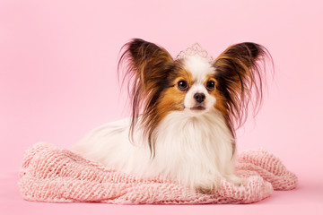 Beautiful dog breed papillon white-red coloring © Mallivan