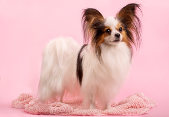 The dog is standing on a pink background