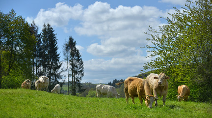 Landschaft in der Eifel