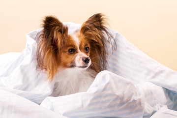 dog in bed on a beige