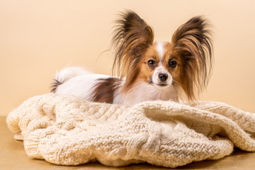 Dog on a beige sweater