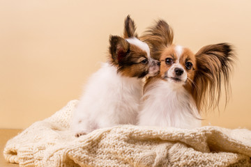 Puppy kisses his mother