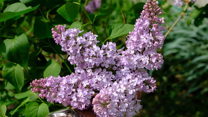 Obraz premium bushes blooming lilac in spring with park