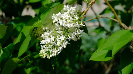 bushes blooming lilac in spring with park