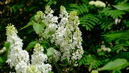 Obraz premium bushes blooming lilac in spring with park