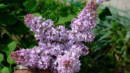 bushes blooming lilac in spring with park